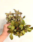 Fittonia - Pink