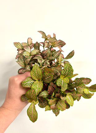 Fittonia - Pink
