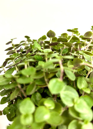 Callisia Repens / Turtle Vine