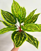 Faux Calathea plant