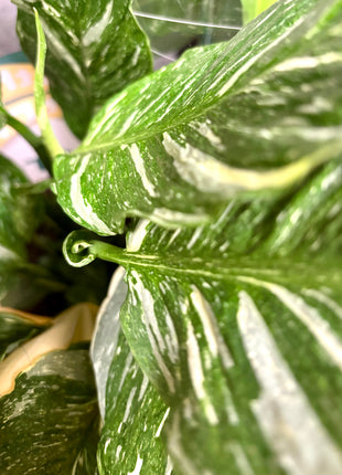 Spathiphyllum/ Peace Lily variegated