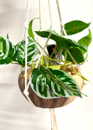 Faux hanging maranta