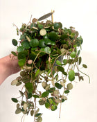 Peperomia Rotundilimba Pepperspot