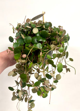 Peperomia Rotundilimba Pepperspot