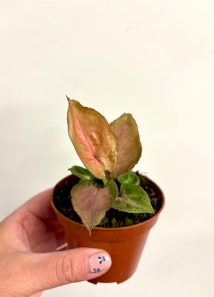Syngonium Pink Perfection