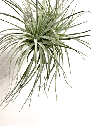 Air plant