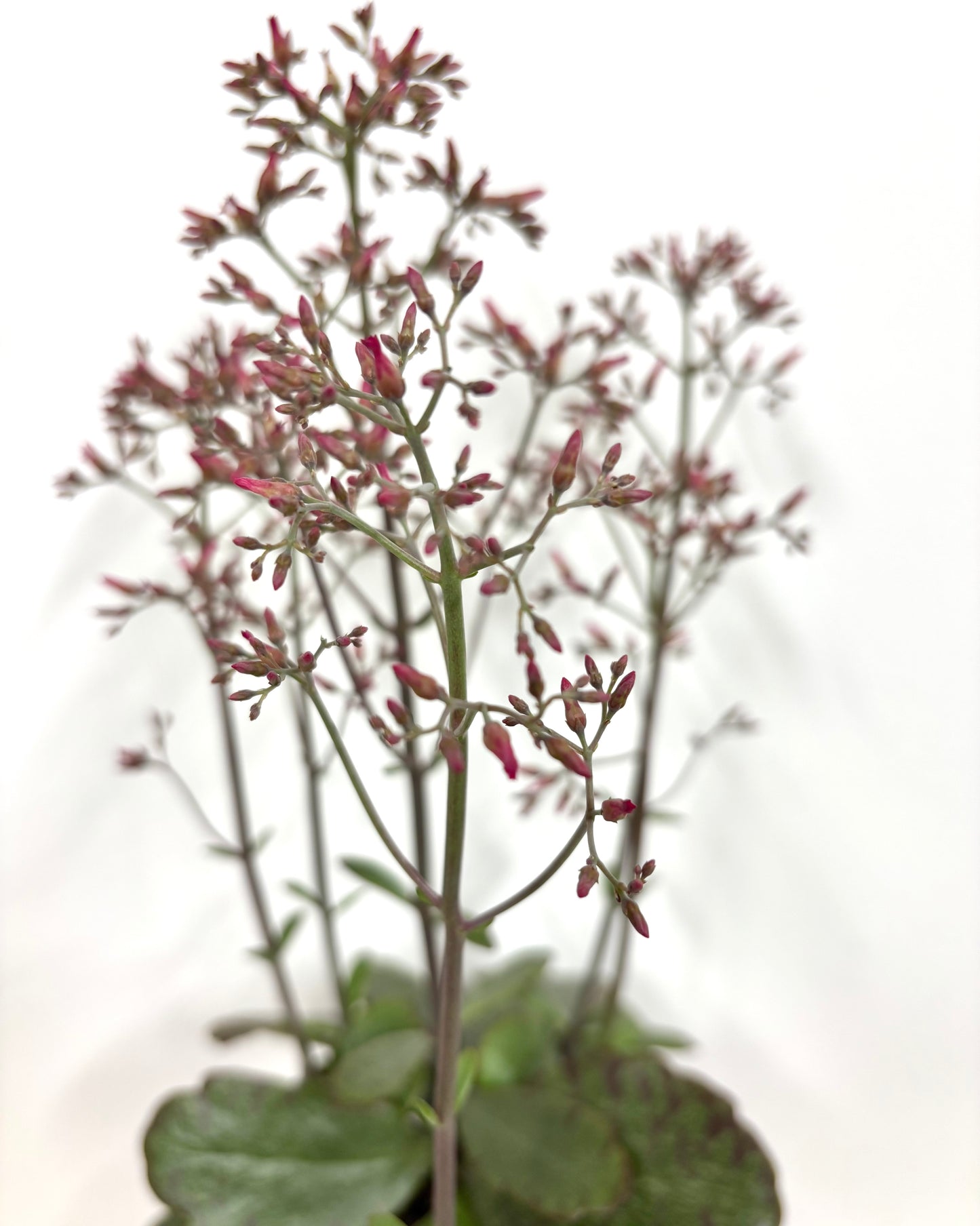 Kalanchoe Suprising Canyon