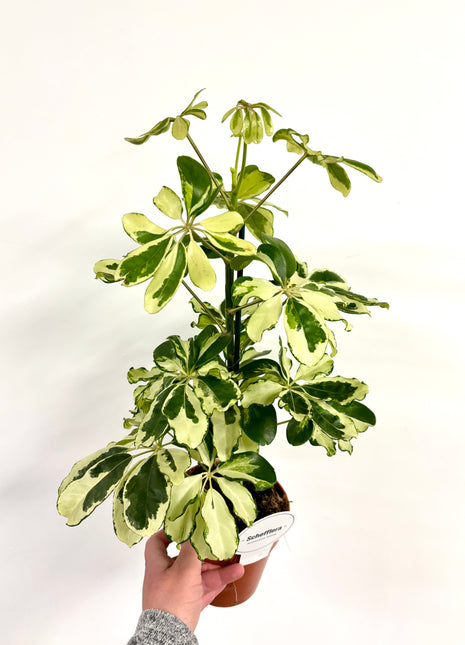 Schefflera Charlotte