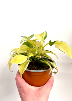 Philodendron Scandens Rio