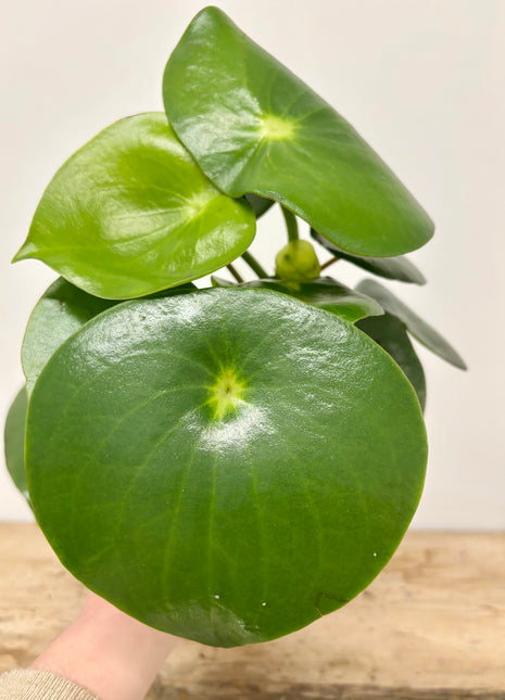 Peperomia Raindrop