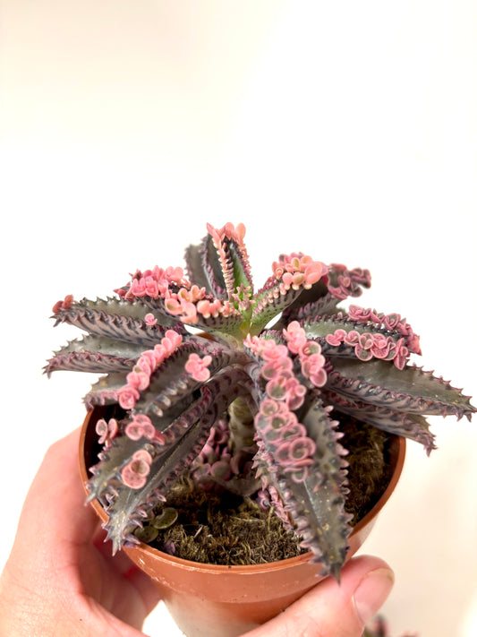 Kalanchoe Pink Butterfly