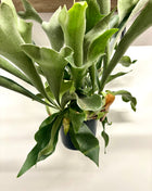 Platycerum Bifurcatum / Stag horn fern