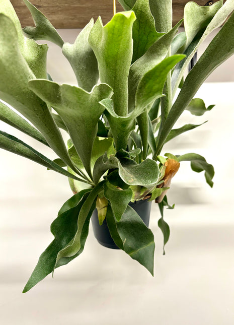 Platycerum Bifurcatum / Stag horn fern