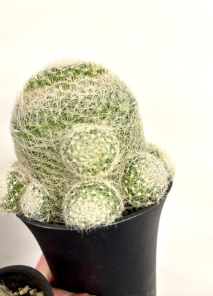 Mammillaria Lenta