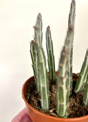 Senecio Stapeliformis
