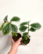 Elatostema Vittatum
