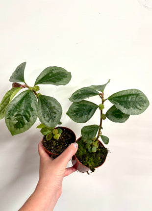 Elatostema Vittatum