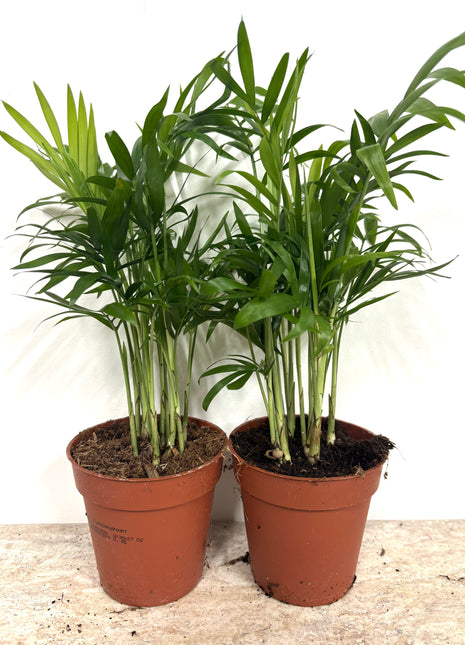 Chamaedorea Elegans