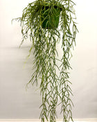 Hoya Linearis