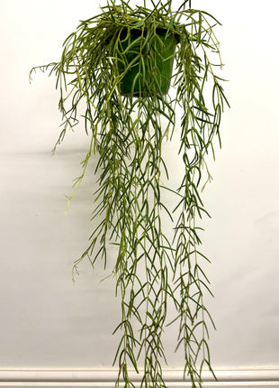 Hoya Linearis