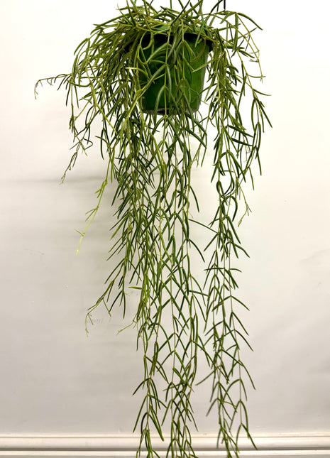 Hoya Linearis
