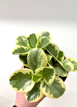Peperomia Variegata