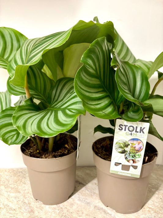 Calathea Orbifolia