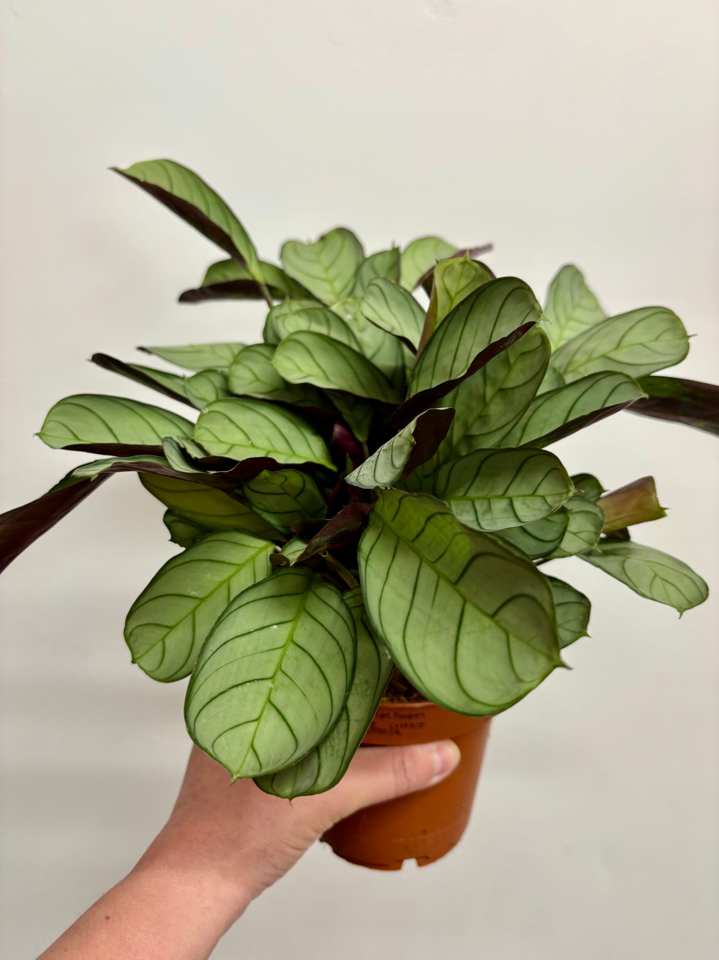 Ctenanthe Burle Marxii
