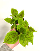 Pilea Moon Valley