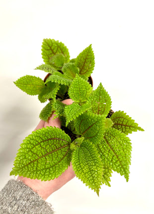 Pilea Moon Valley