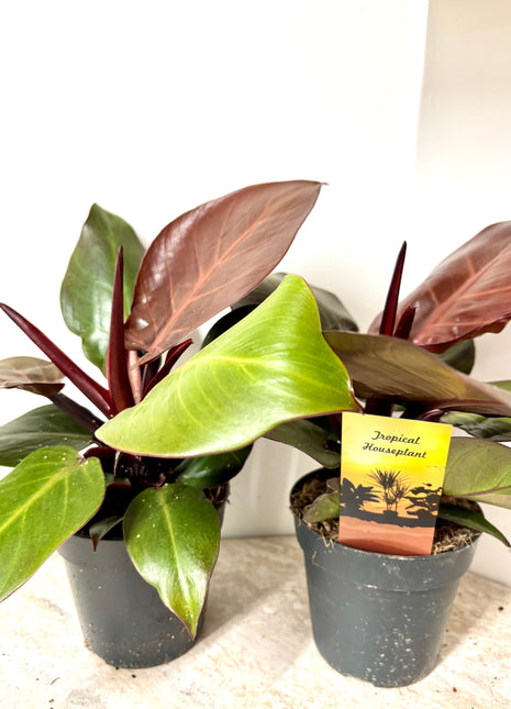 Philodendron Cherry Red