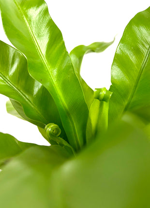 Asplenium Antiquum