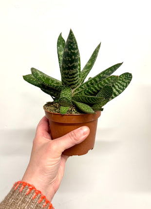 Gasteria Amour