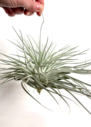 Air plant