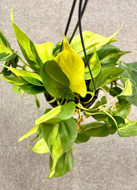 Philodendron Scandens Brasil