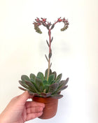 Echeveria Blue Prince
