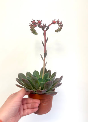 Echeveria Blue Prince