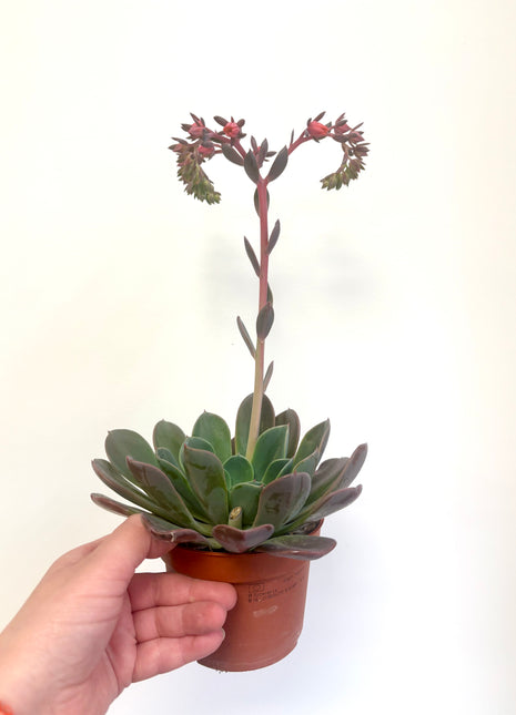 Echeveria Blue Prince