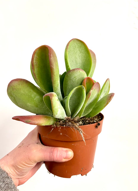Kalanchoe Oricula