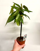Begonia Tamaya