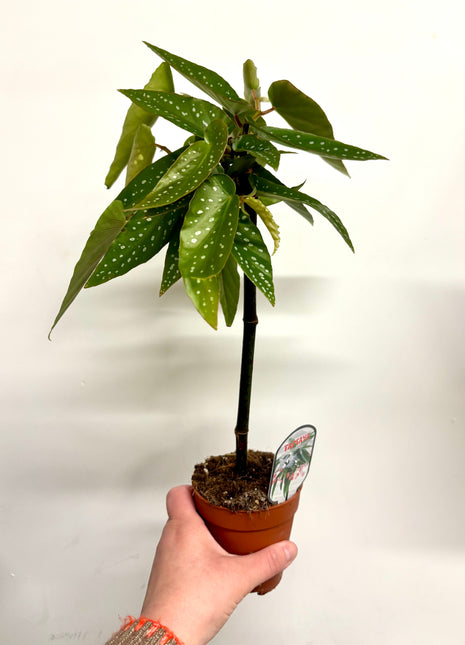 Begonia Tamaya