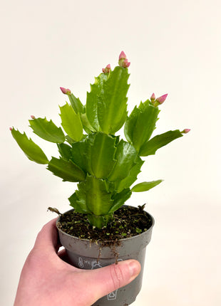 Schlumbergera