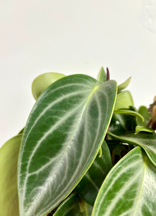 Peperomia Sarcophylla