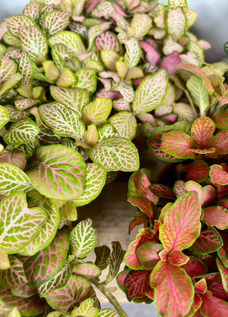 Fittonia