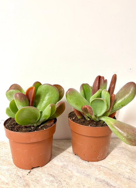 Kalanchoe Oricula