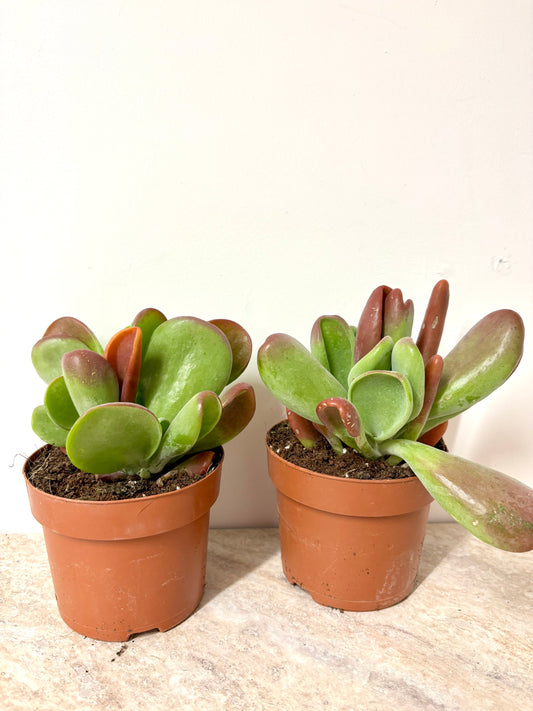 Kalanchoe Oricula