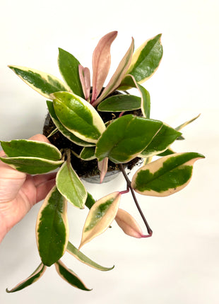 Hoya Pink Dream Flamingo