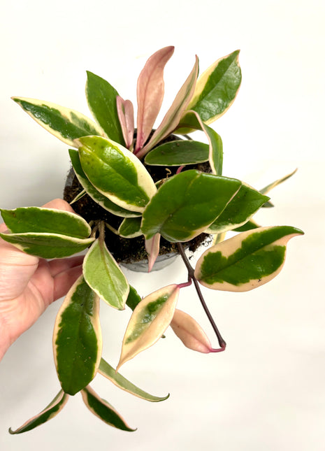 Hoya Pink Dream Flamingo