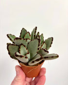 Kalanchoe Tomentosa