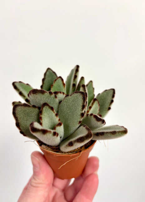 Kalanchoe Tomentosa